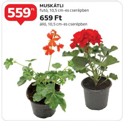 Muskátli
