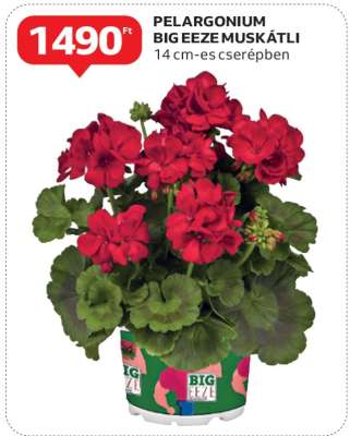 Pelargonium Big Eeze Muskátli