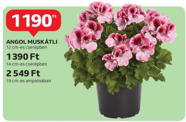 ANGOL MUSKÁTLI