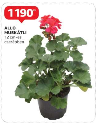 Álló muskátli