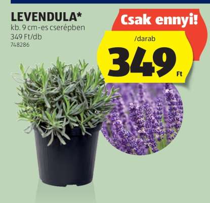 Levendula*