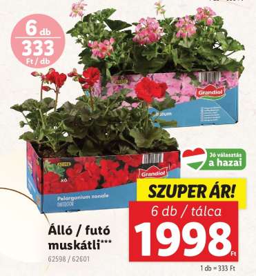 Álló / futó muskátli*