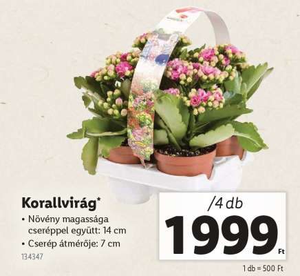 Korallvirág*