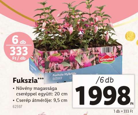 Fukszia*