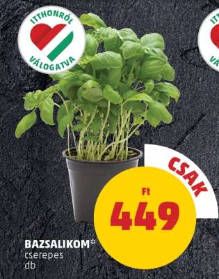 Bazsalikom