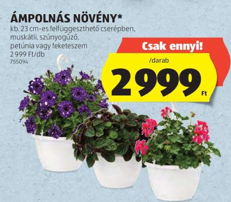 Ámpolnás Növény
