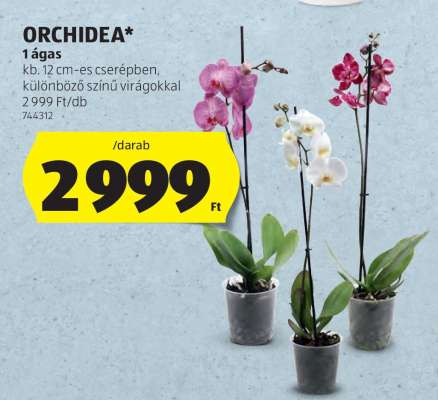 ORCHIDEA