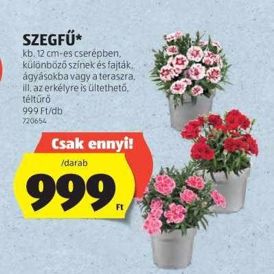 Szegfű*