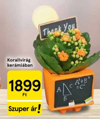 Korallvirág kerámiában*