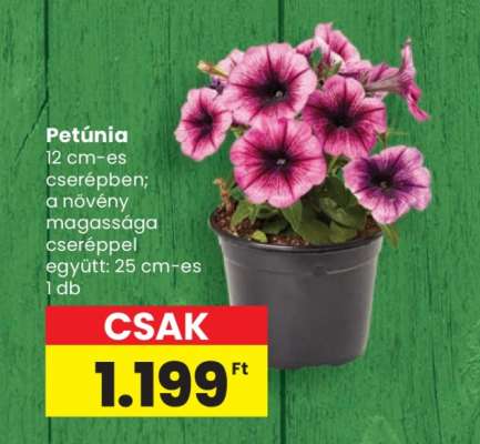 Petúnia*