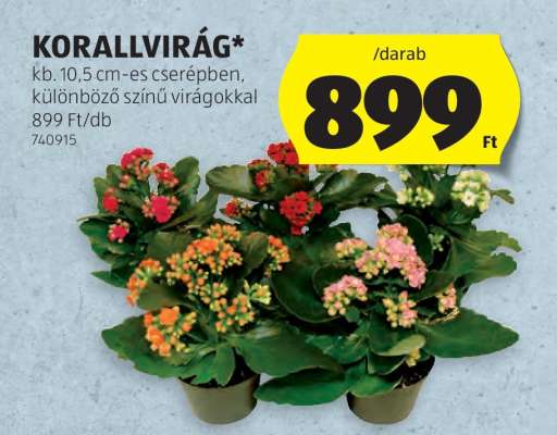 Korallvirág*