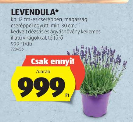 Levendula*