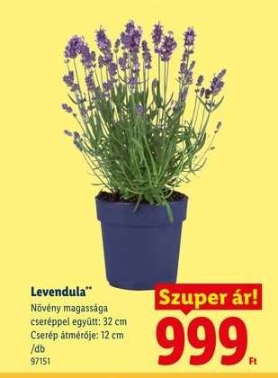 Levendula*