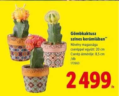 Gömbkaktusz színes kerámiában