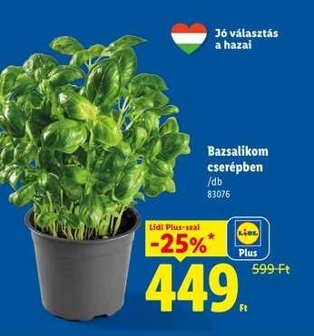 Bazsalikom cserépben