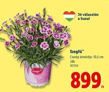 Szegfű*