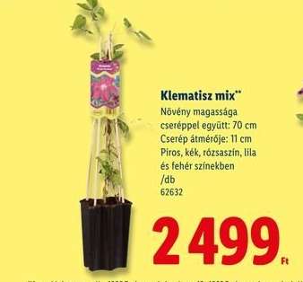 Klematisz mix*