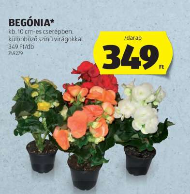 Begónia*