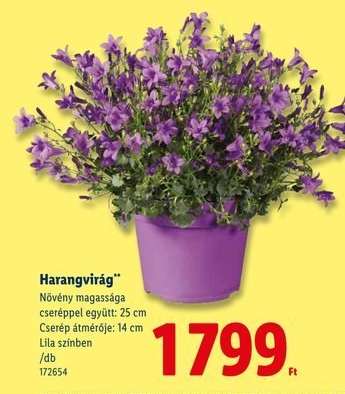 Harangvirág*