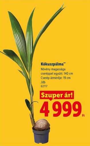 Kókuszpálma*
