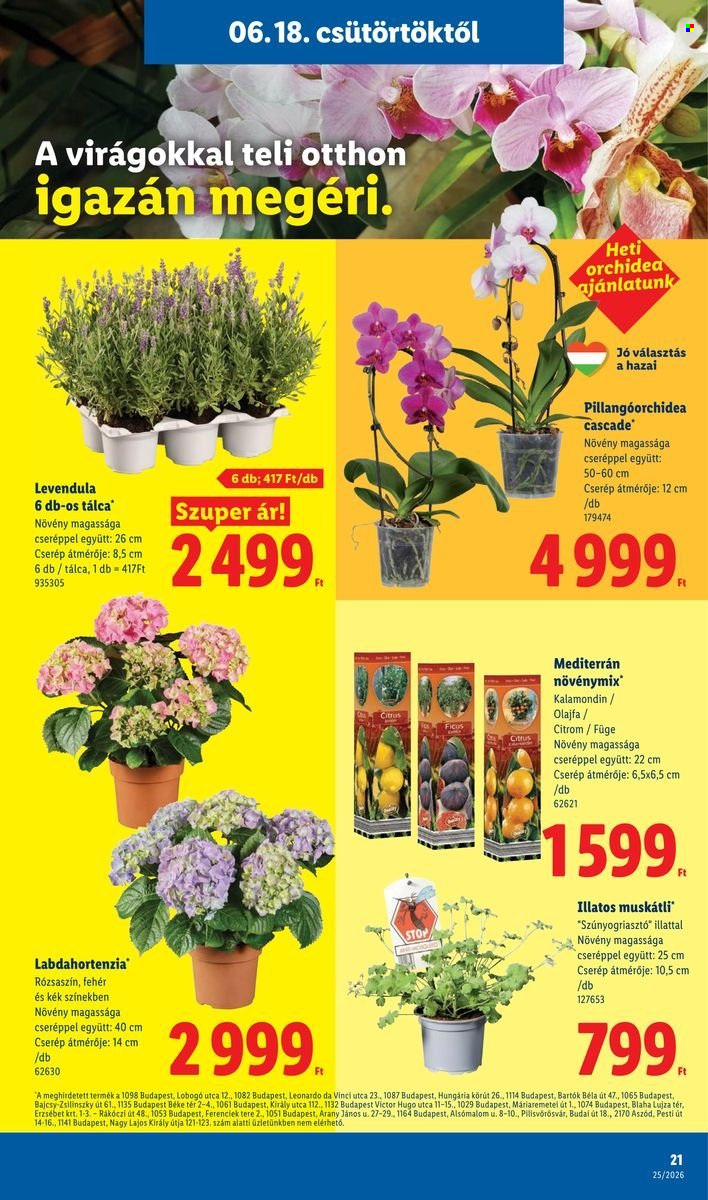 Lidl akciós újságok - 2026.06.18 - 2026.06.24. Oldal 21
