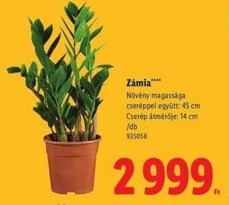 Zámia*