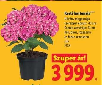 Kerti Hortenzia