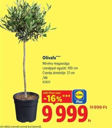 Olivafa