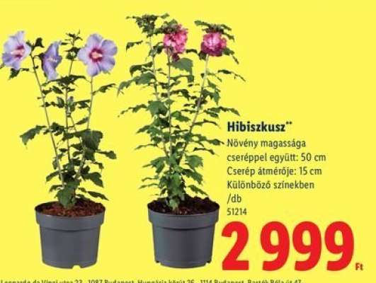 Hibiszkusz*