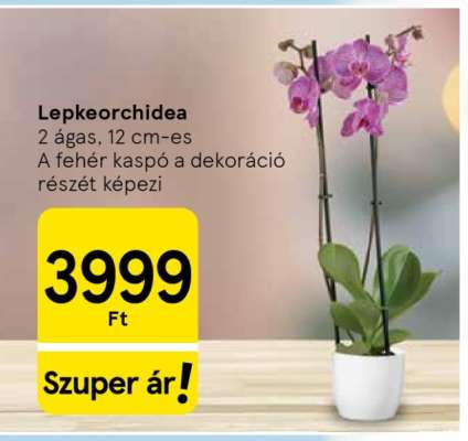 LEPKEORCHIDEA