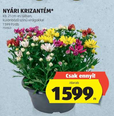 Nyári krizantém