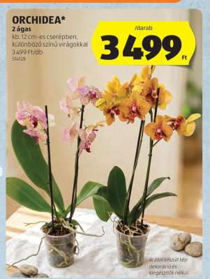 ORCHIDEA