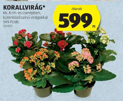 Korallvirág*