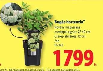 Bugás hortenzia