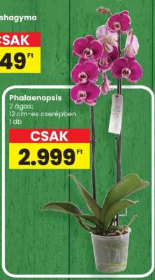 Phalaenopsis