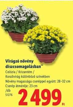 Virágzó növény díszcsomagolásban