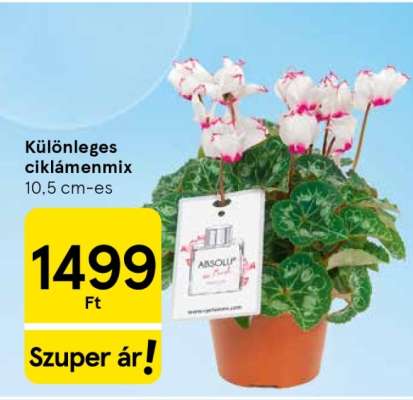 Különleges ciklámenmix