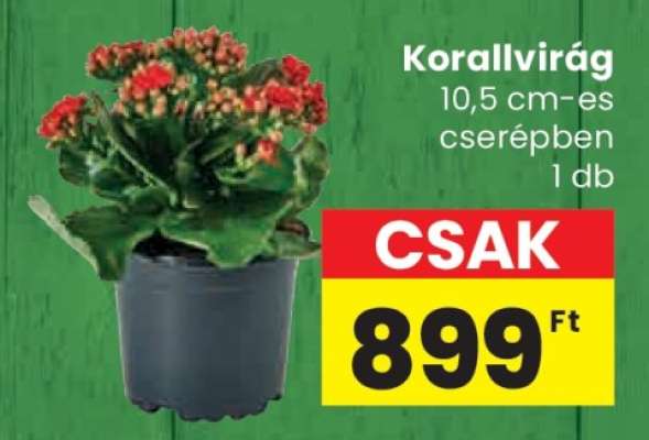 Korallvirág*