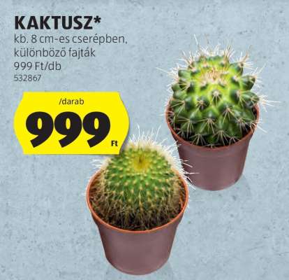 Kaktusz