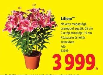 Liliom*