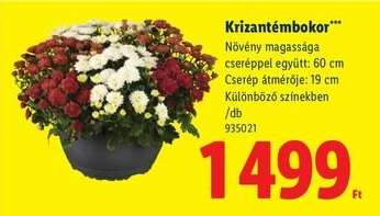 Krizantémbokor*