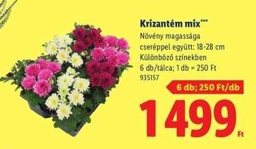 Krizantém mix*