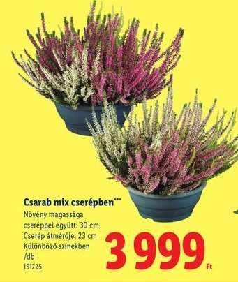 Csarab mix cserépben*