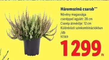 Háromszínű csarab*