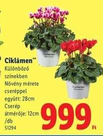 Ciklámen*