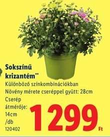 Sokszínű krizantém