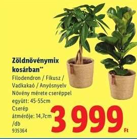 Zöldnövénymix kosárban
