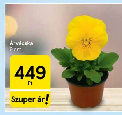 Árvácska**