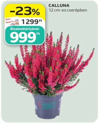 CALLUNA