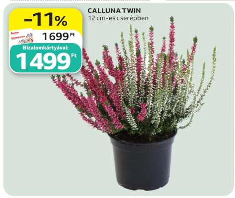 CALLUNA TWIN